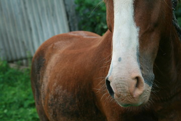 Muzzle of a red horse