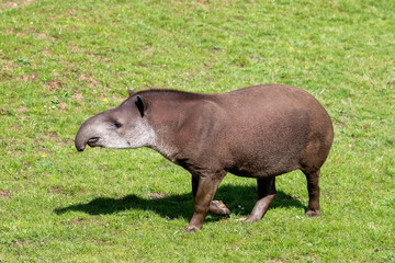 Naklejka na ściany i meble Adult Lowland tapir side profile