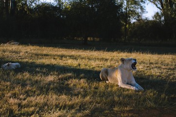 A relaxed group of a lioness yawning and a lion cub in the back with a savannah background in a preservation center in Johannesburg, South Africa.
