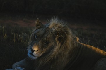 A relaxed lion looking away from the camera in a savannah background in a preservation park in Johannesburg, South africa.