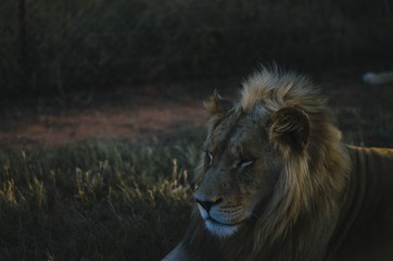 A relaxed lion looking away from the camera in a savannah background in a preservation park in Johannesburg, South africa.