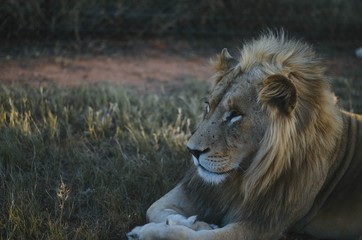 A relaxed lion looking away from the camera in a savannah background in a preservation park in Johannesburg, South africa.