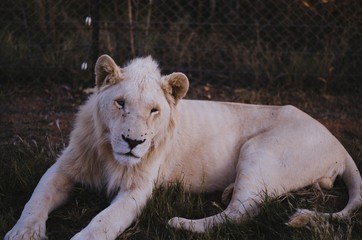 A sleepy lioness not looking into the camera in a savannah background in a preservation park in Johannesburg, South Africa.