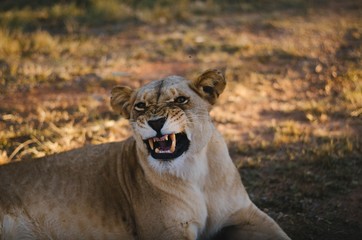 A lioness giving a funny face to the camera in a savannah background in a preservation park in Johannesburg, South Africa.