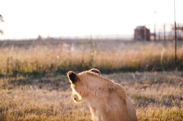 A lion cub looking back and away from the camera with a savannah background in a preservation...