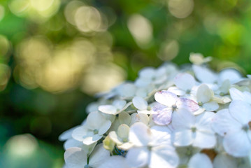 【初夏イメージ】あじさい