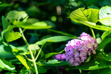 【初夏イメージ】あじさい