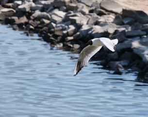 little gull kind of seagull flying mir-airdwith spread wings