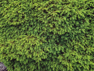 Beautiful branches of the Spruce Spruce (lat. Picea abies prostrata Hornibrook) on a sunny day. Background coniferous image.