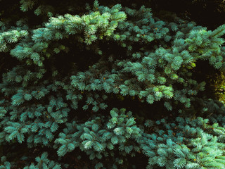 Obraz premium Beautiful branches of the evergreen Blue spruce (lat. Pīcea pūngens) on a sunny day. Background coniferous image.