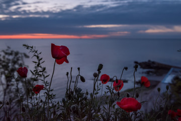 Red poppies flowers on the seashore at sunrise. Dark photo before dawn.