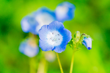 ネモフィラの花
