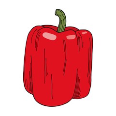 Fresh colorful red bell pepper illustration. Hand drawn vector vegetable isolated on white background. Bright raw capsicum. Tasty ingredient, topping, side dish. Vegetarian food drawing.