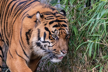 a tiger walking through the jungle
