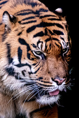 Fototapeta na wymiar close-up side view of a tigers head on a blck background