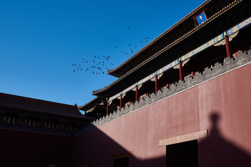 birds flying over forbidden city