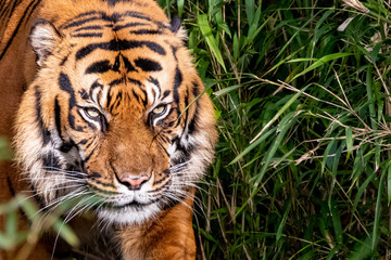 a closeup of a large tiger