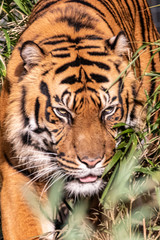 a closeup of a large tiger