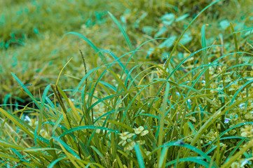 green grass background