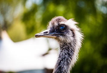 gänseblümchen blume im frühling © Sezgin