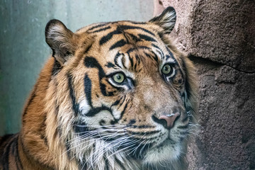 an indian tiger before a rock wall