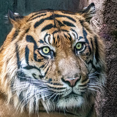 portrait of an asian tiger before a rock background
