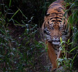 an asian tiger walking throuh the jungle