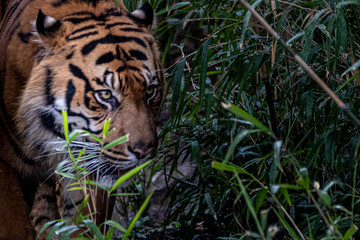 an asian tiger walking throuh the jungle