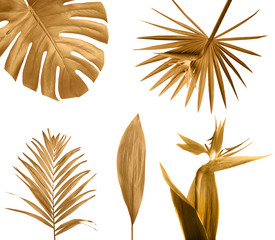 Set of different golden leaves on white background