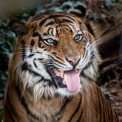 a tiger with open mouth