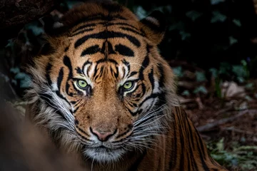 Fototapete Rund frontal view of a tiger © Ralph Lear