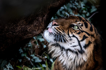 a tiger licking a rock