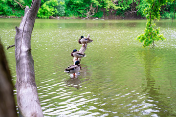 Drakes to sit on the trunk of the tree above the pond water. 