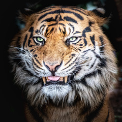 beautiful stock photo of a tiger