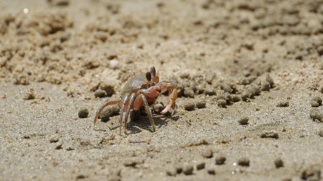 Ghost crab - Ocypode stimpsoni - is on the sandy beach in Fukuoka city, JAPAN. without sounds