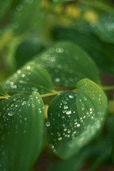 
Raindrops on green leaves close-up with blurred background