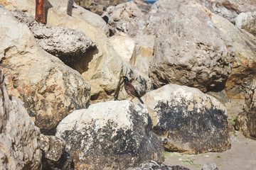 Acridotheres tristis bird is hunting on the sea coast in Israel
