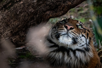 a tiger hiding behind rocks