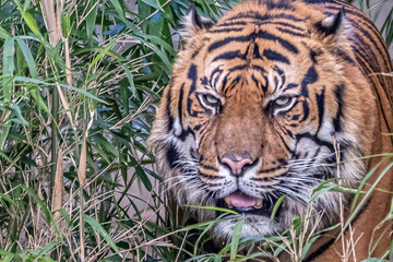 closeup of a tiger walking through grass