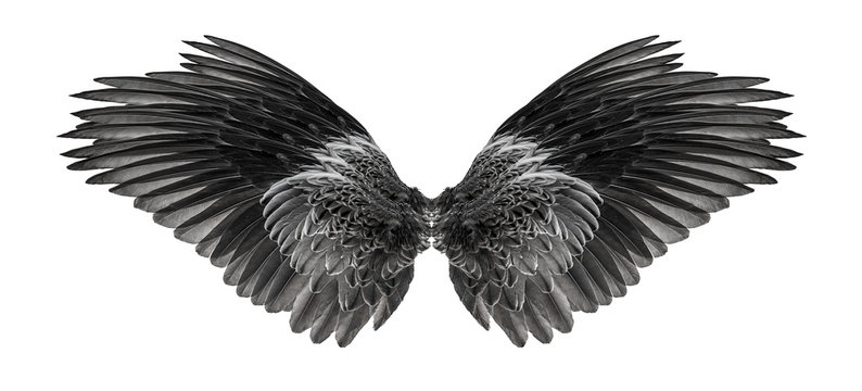 black wings on a white isolated