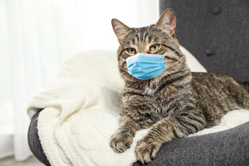 Fototapeta premium Cute tabby cat in medical mask at home. Virus protection for animal