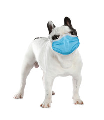 French bulldog in medical mask on white background. Virus protection for animal