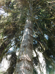 Fototapeta premium (Picea orientalis) Sapinette d'orient, un grand arbre, conifère, du caucase au port conique, branches aux rameaux brun clair garnies d'un feuillage dense, tronc à écorce brune en plaques