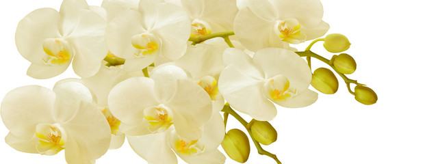 White Orchid flowers with buds on a white background - 351829318