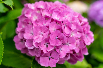 ピンク色のアジサイの花