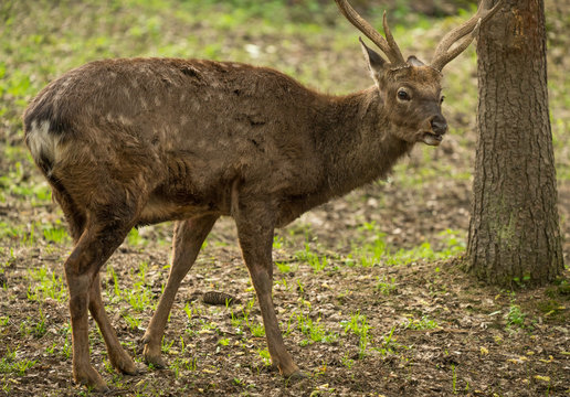 Sika deer Cervus nippon or japanese spotted deer male © Arsgera