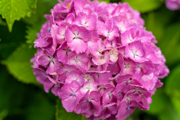 ピンク色のアジサイの花