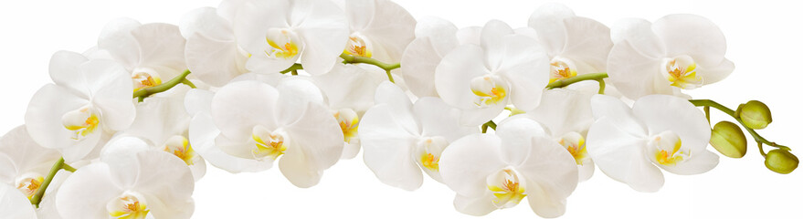 Obraz na płótnie Canvas An Orchid branch with white flowers