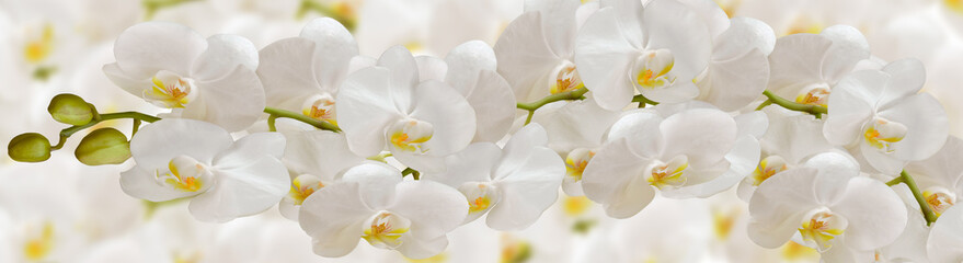 Naklejka na ściany i meble White Orchid flowers on a white 