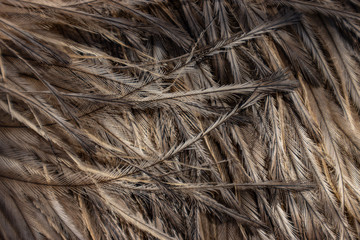 Emu Feathers